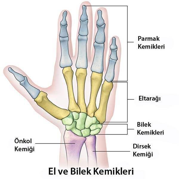 Skafoid Kırığı nedir Skafoid kemiği neresi, tedavisi kaç ay sürer Fenerbahçede Altay Bayındırın sakatlığı...