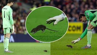 Galler-Belçika maçında sahaya fare girdi, ortalık karıştı! Courtois'nın zor anları