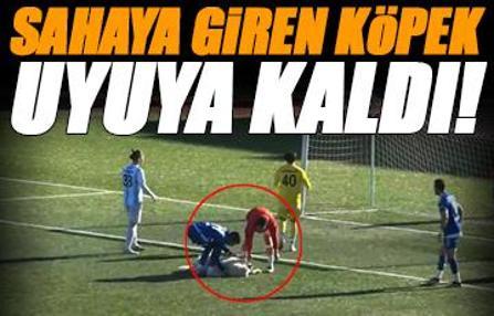 Sahaya köpek girdi, kalenin önünde uyuya kaldı! Gülümseten anlar