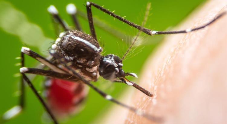 Dengue Fever nedir?