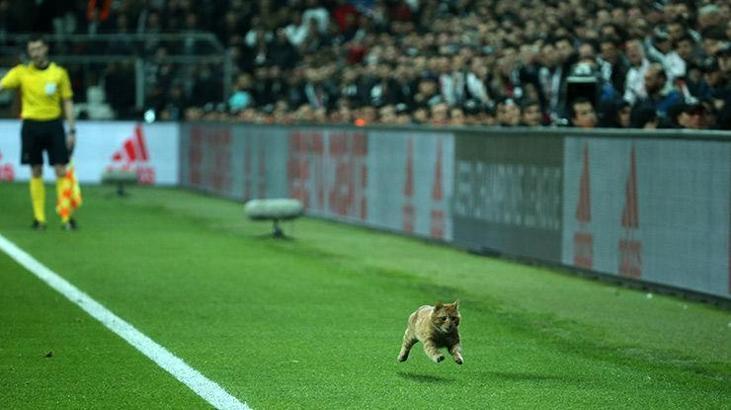 Maça ‘kedi' molası