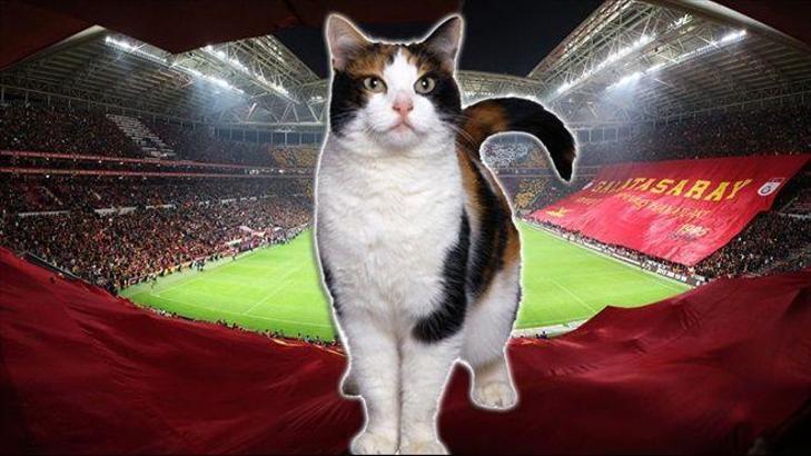 TT Arena'yı kediler bastı
