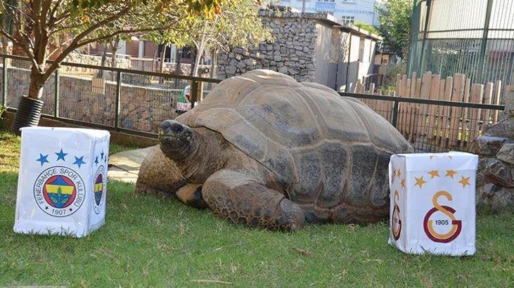 Kaplumbağa 'Tuki'nin derbi tahmini beraberlik