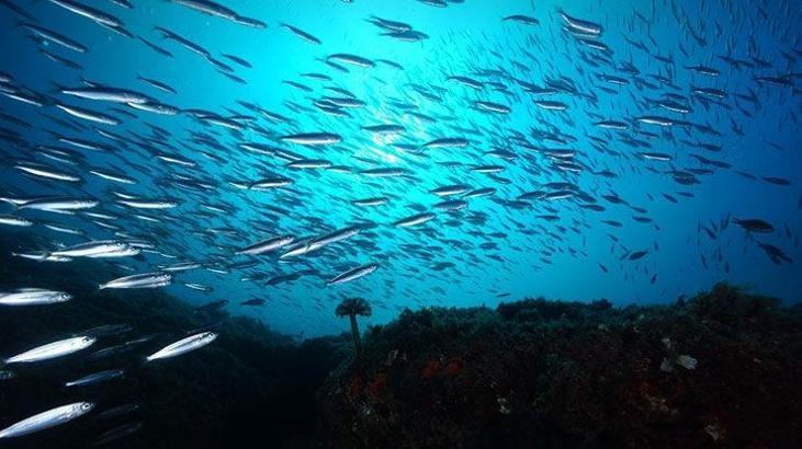 Sualtında çekilen fotoğraflar görenleri büyüledi