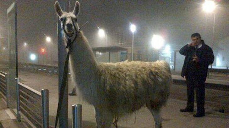 Ünlü lama Serge tribünde