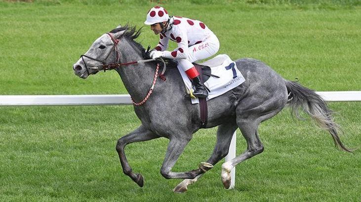 Şampiyon GRAYSTORM dönüyor
