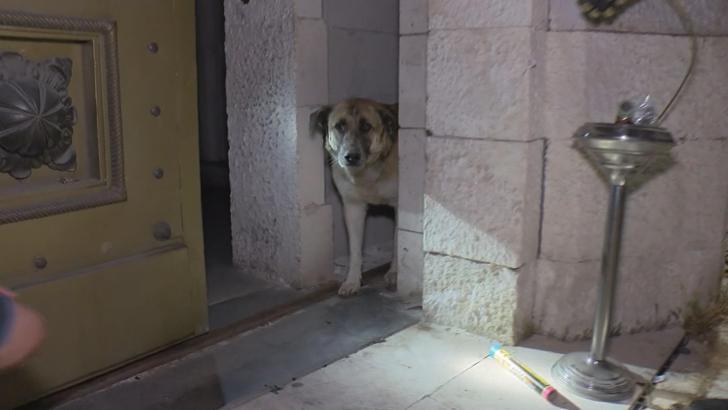 Beşiktaş Müzesi kapısına sıkışan köpeği, taraftarın dikkati kurtardı