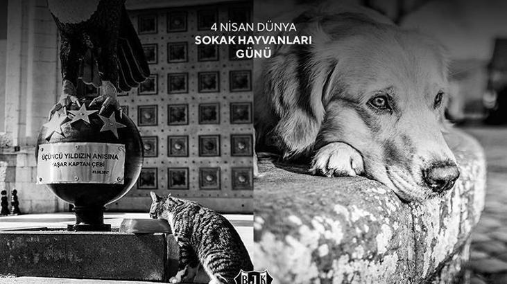 Beşiktaş sokak hayvanlarını unutmadı