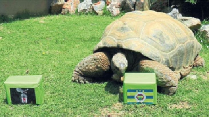 Kaplumbağa Tuki ‘Fener' dedi