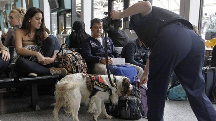 Özel köpeklerle arama