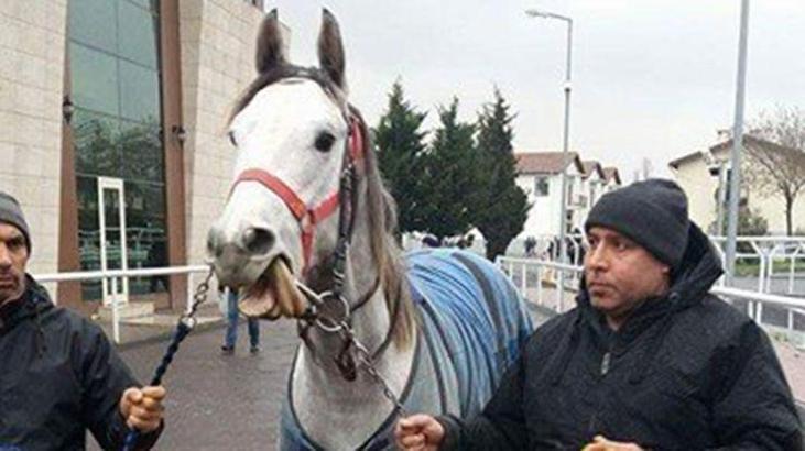 Halis Karataş'tan Katar'lı İşkadınına 2 yaşında İngiliz tayı