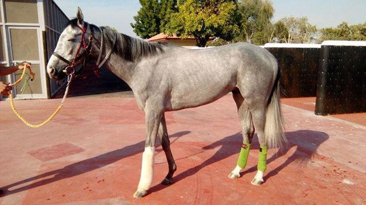 Graystorm'dan güzel haberler geliyor