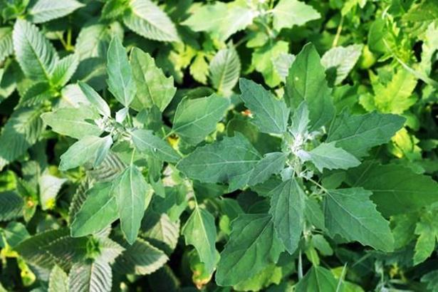 Kazayağı otu nedir? Kazayağı otunun faydaları nelerdir? Kazayağı otu ne işe yarar, ne için kullanılır?
