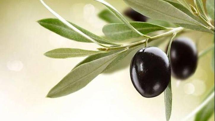 Zeytin yaprağı faydaları neler? Zeytin yaprağı faydalanmak için nasıl kullanılır?