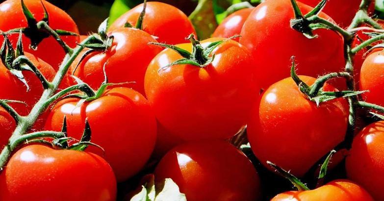 Domatesin bilinmeyen faydalı özellikleri nelerdir? Domates tüketiminin sağlığa etkileri nelerdir?