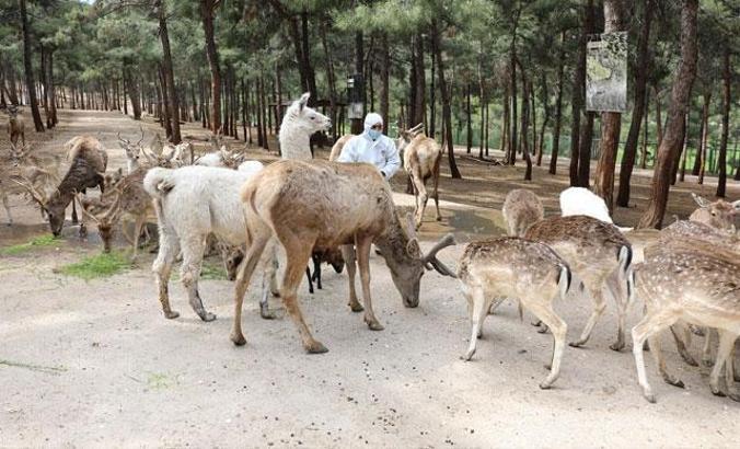 Hayvanat bahçesinde corona virüs tedbirleri