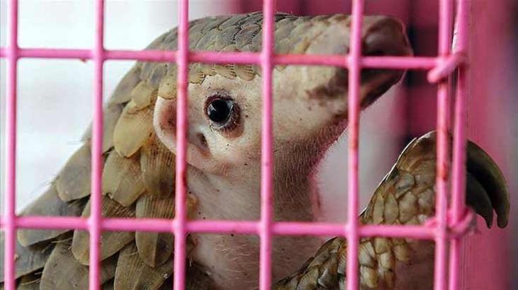 Gabon'da Corona virüs bulaştırdıkları gerekçesiyle pangolin ve yarasanın tüketim ve satışları yasaklandı