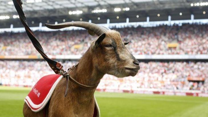 Köln'ün sembolü Hennes VIII emekli oluyor