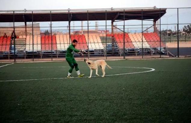 Oyun oynamak isteyen köpek sahaya girince maça ara verildi