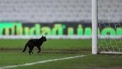 Bursaspor - Menemenspor maçında sahaya kedi girdi