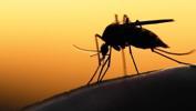 Sıtma paraziti nedir? Belirtileri nelerdir?