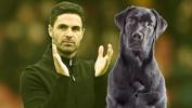 Arsenal'den ilginç transfer: Bir labrador...