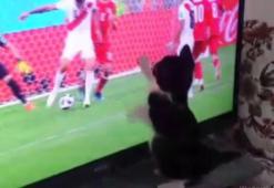 Fanatik kedinin Dünya Kupası heyecanı!