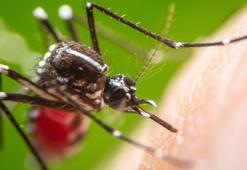Dengue Fever nedir?