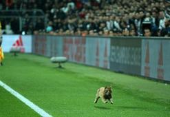 Maça ‘kedi' molası
