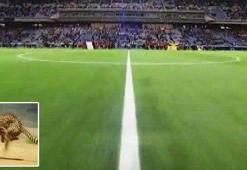 Futbolculara hayvanlar aleminden benzetme