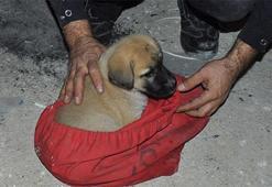 Havalandırma boşluğuna düşen yavru köpeği itfaiye kurtardı