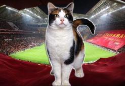 TT Arena'yı kediler bastı