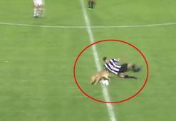 Köpek, futbolcudan topu böyle çaldı!