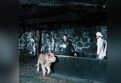 Hamilton'un aslan ile imtihanı!