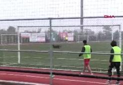Maçın ortasında sahaya köpek girdi