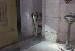 Beşiktaş Müzesi kapısına sıkışan köpeği, taraftarın dikkati kurtardı