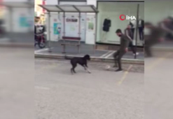 Sokakta kimseyi bulamadı, köpekle futbol oynadı!