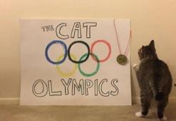 Olimpiyatlara katılacak kedi!