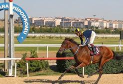 Ankara at yarış programı-Şair Gençer O'nun yorumları
