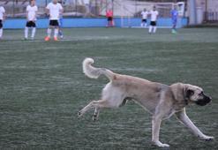 Sahaya giren köpek maçın durmasına sebep oldu