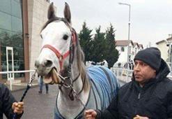 Halis Karataş'tan Katar'lı İşkadınına 2 yaşında İngiliz tayı