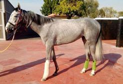 Graystorm'dan güzel haberler geliyor