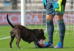 Köpekten beklenmedik kurtarış!