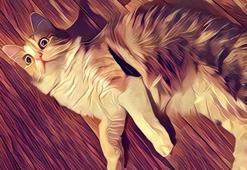 Mobil uygulamalarda yeni yıldız: Prisma