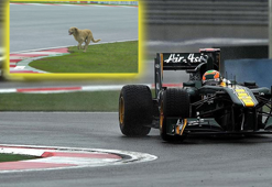 Formula 1'de piste giren köpek olay oldu!