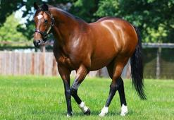 Frankel'in değeri 110 milyon euro olarak açıklandı!
