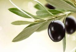 Zeytin yaprağı faydaları neler? Zeytin yaprağı faydalanmak için nasıl kullanılır?