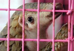 Gabon'da Corona virüs bulaştırdıkları gerekçesiyle pangolin ve yarasanın tüketim ve satışları yasaklandı