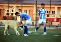 Oyun oynamak isteyen köpek sahaya girince maça ara verildi