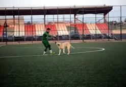 Oyun oynamak isteyen köpek sahaya girince maça ara verildi